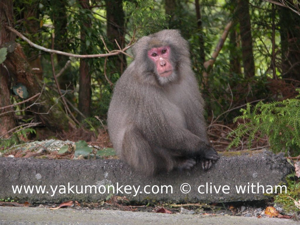 Yakushima macaque
