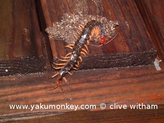 mukade in Yakushima