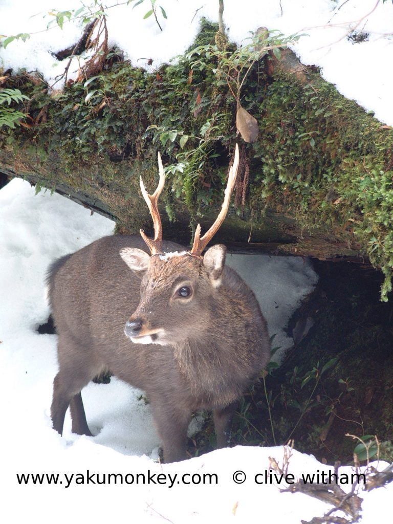 Yakushima deer