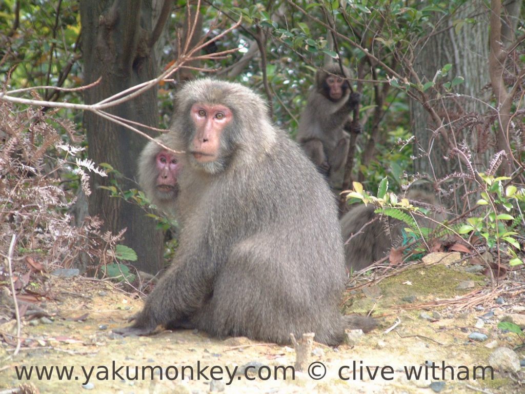 Yakushima macaques