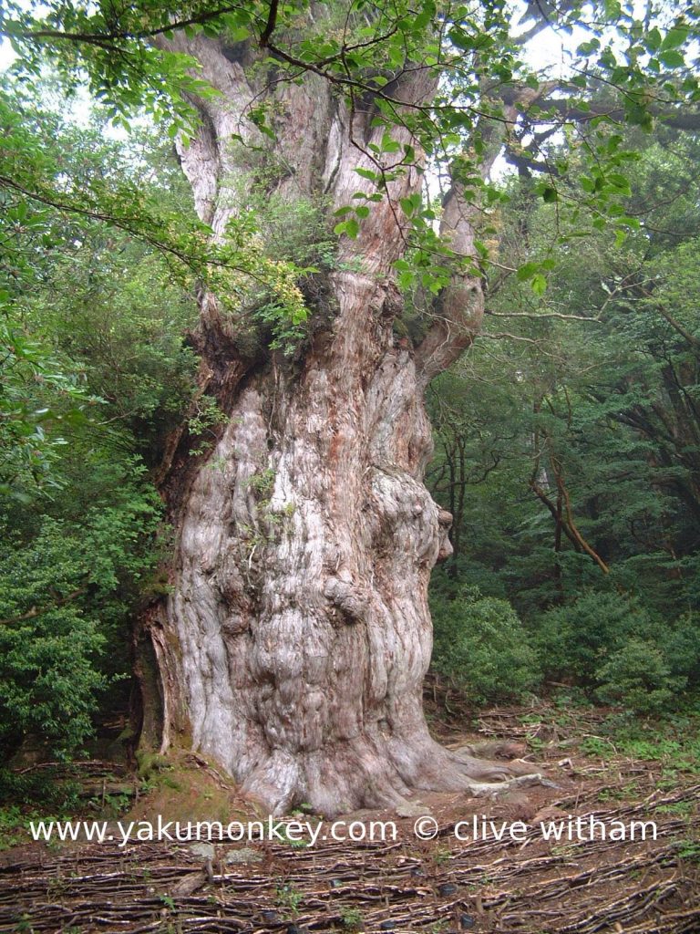 Jomon Sugi