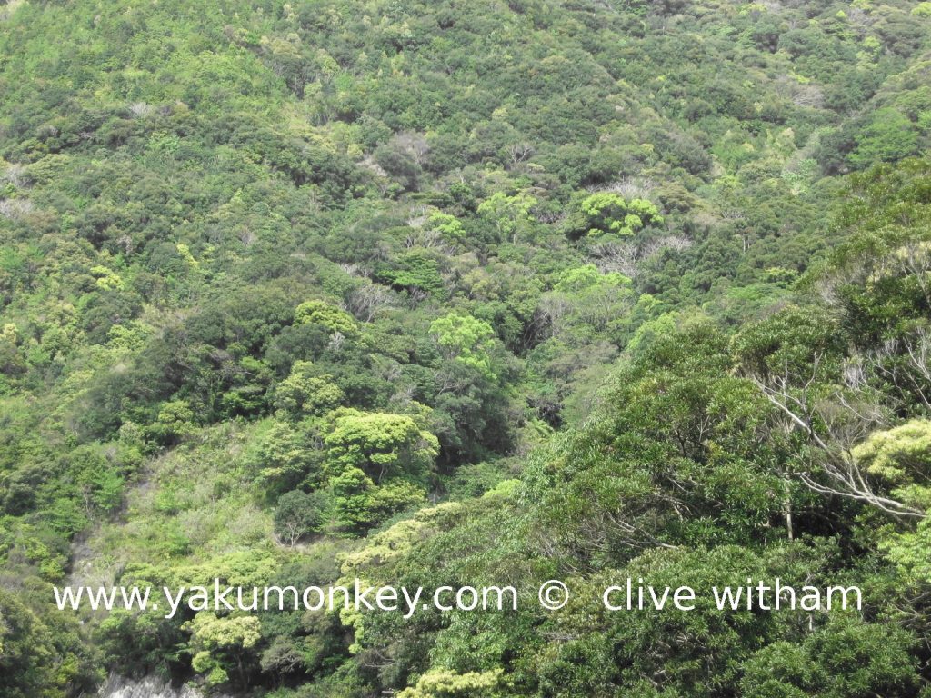 Seibu Rindoh Forest Path, Yakushima