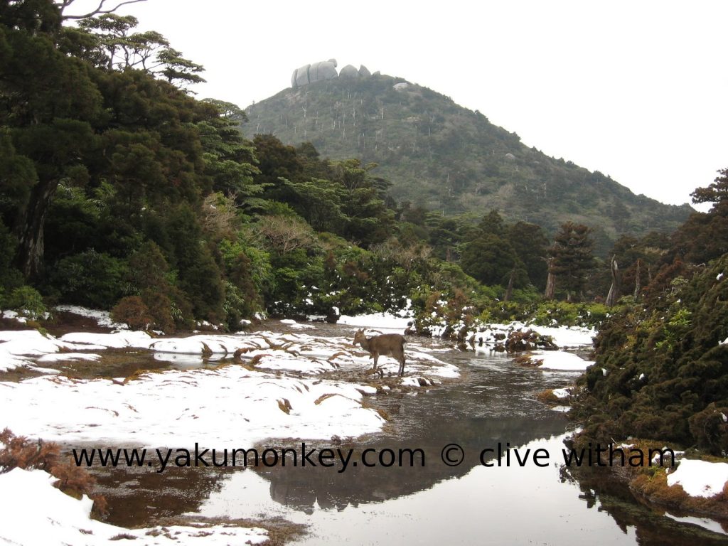 Hana-no-ego Highland Marsh, Yakushima