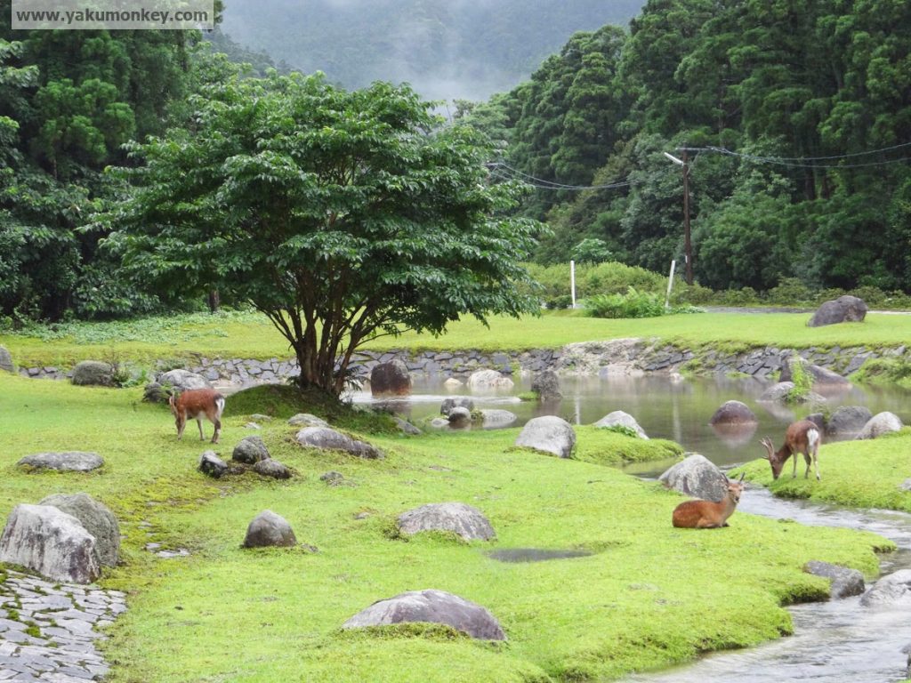 Miyanoura Recreational Park, Yakushima