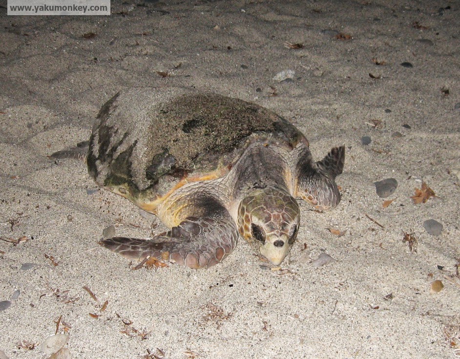 Yakushima Turtle