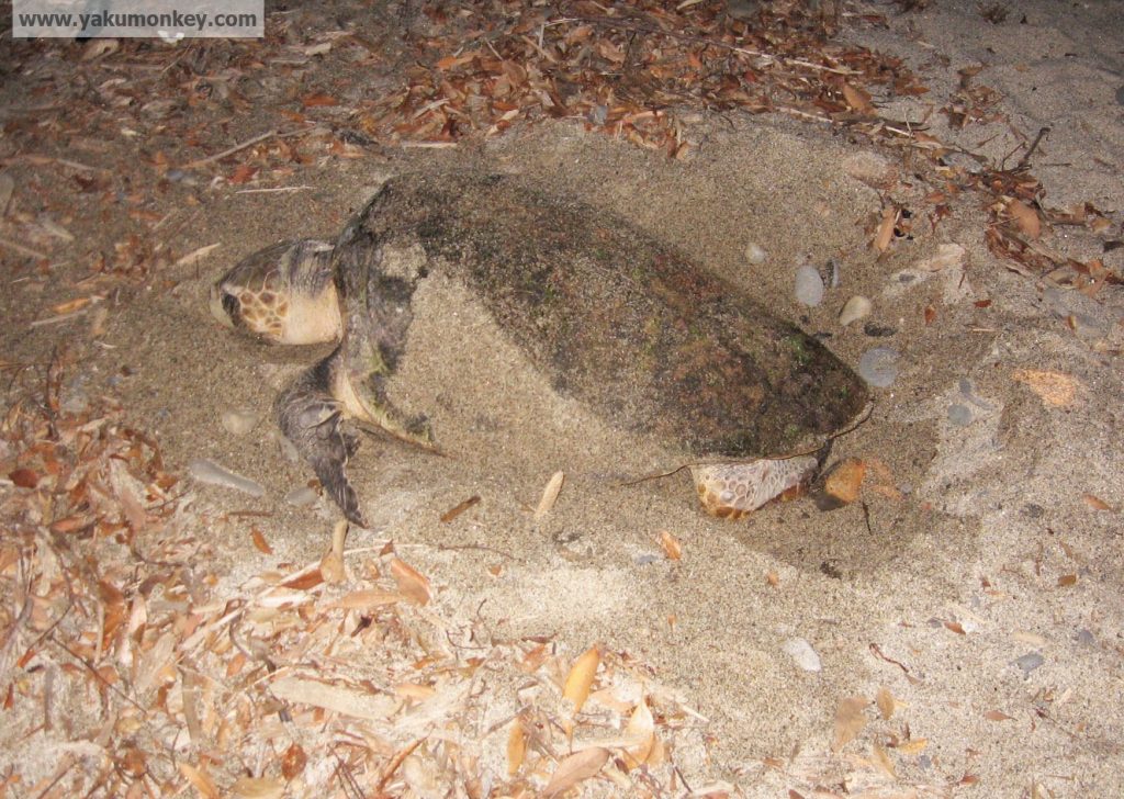 Yakushima Turtle Yakushima Turtle