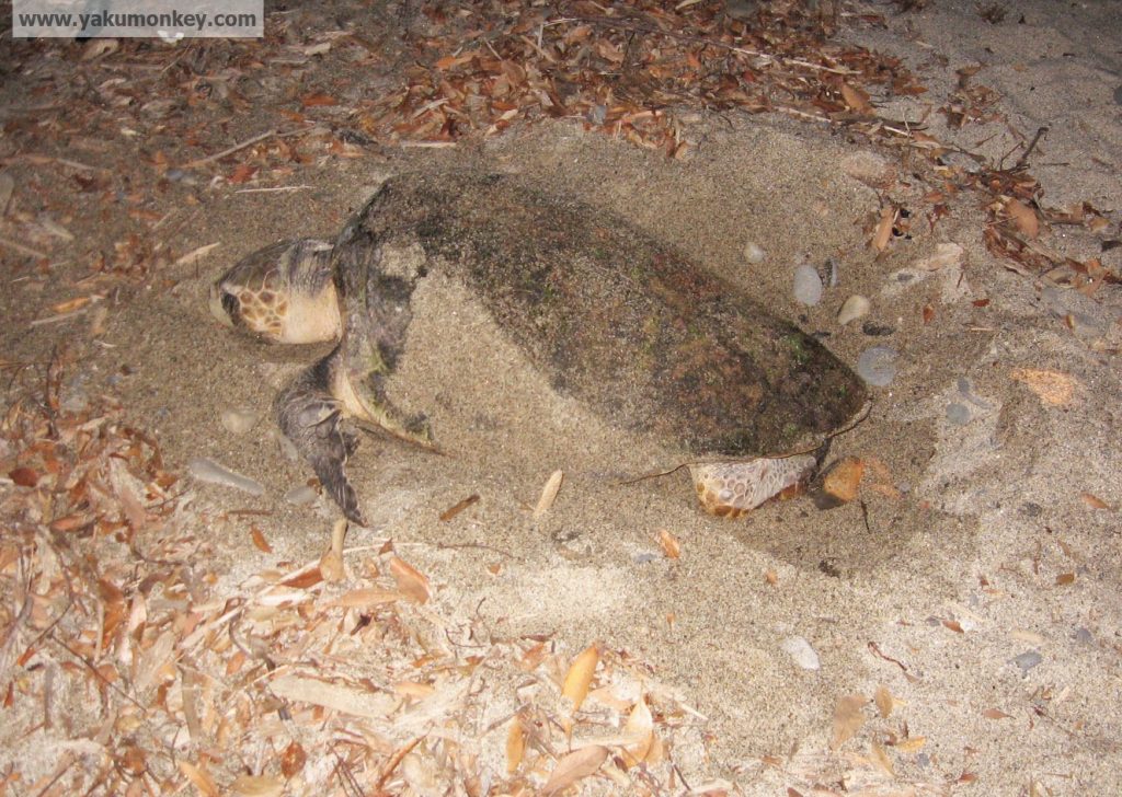 Yakushima Turtle