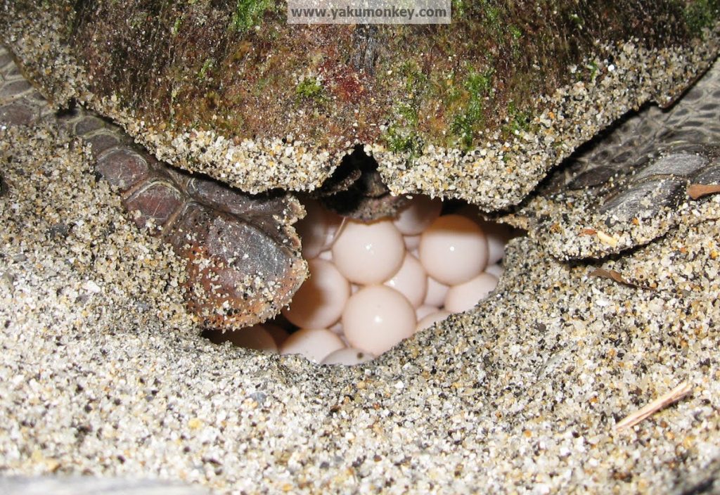 Yakushima Turtle