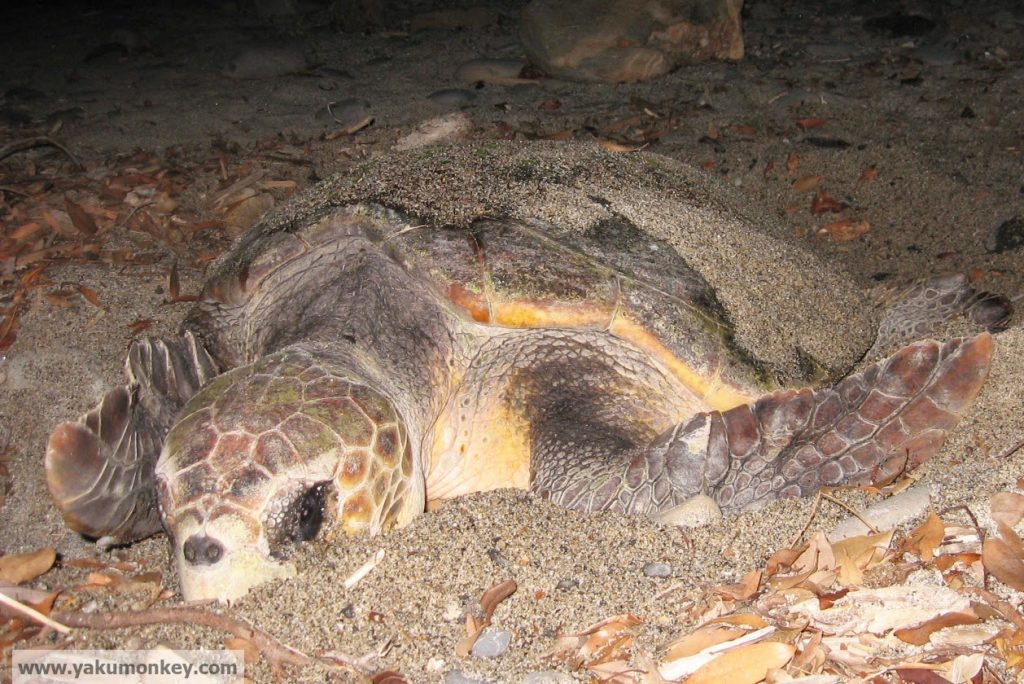 Yakushima Turtle