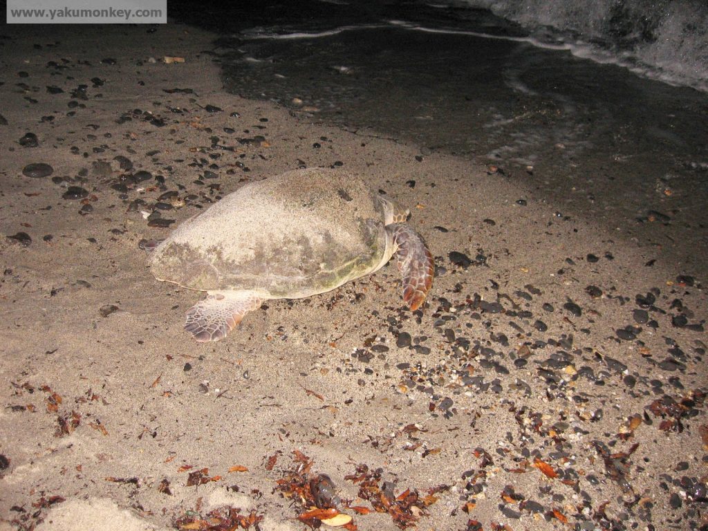 Yakushima Turtle Yakushima Turtle