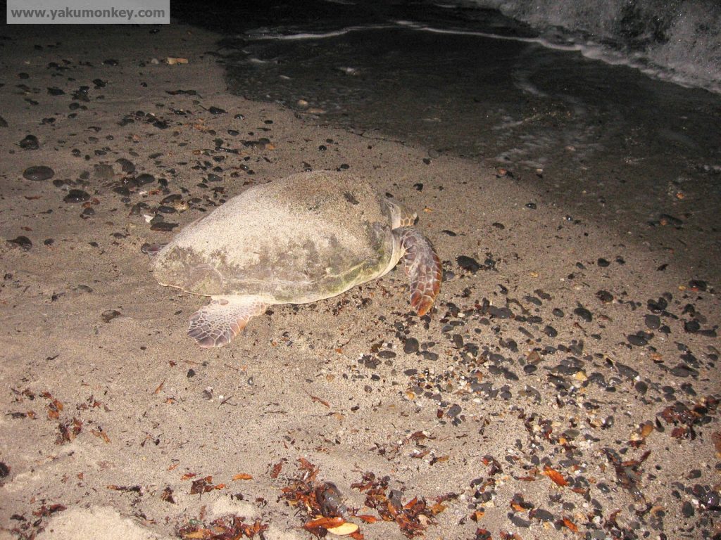 Yakushima Turtle