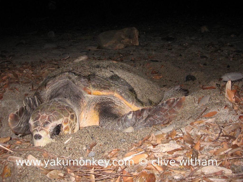 Loggerhead turtle on Yakushima