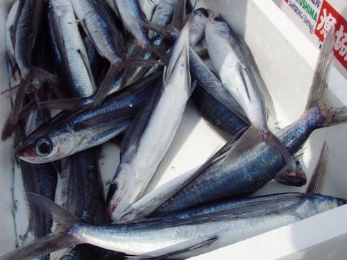 Flying fish in Yakushima