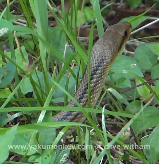 Rat snake on Yakushima