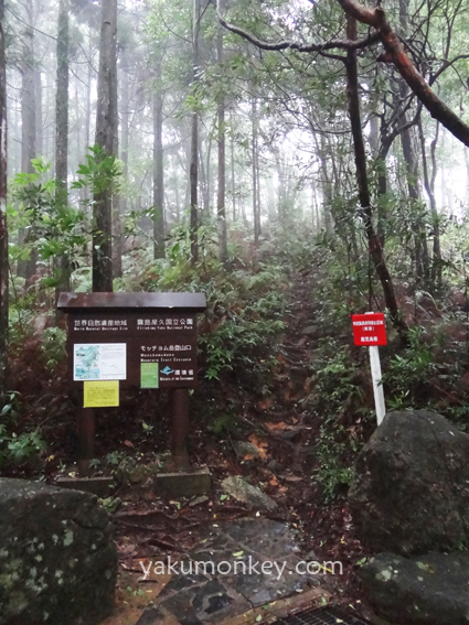 Mochomu trail, Yakushima