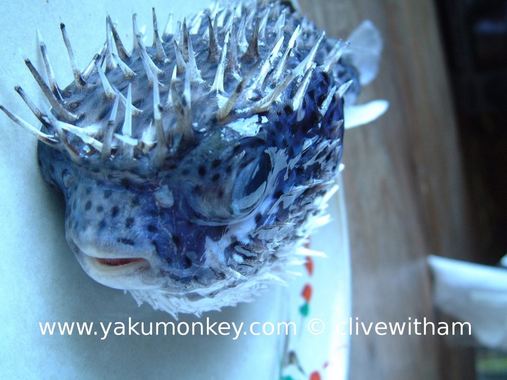 Puffer fish in Yakushima