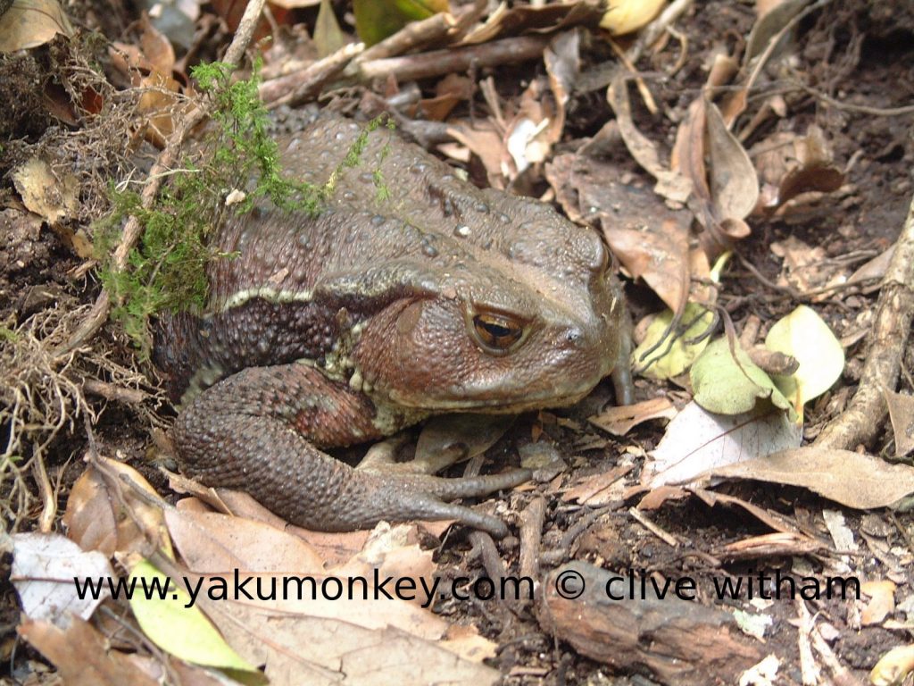 Yakushima toad