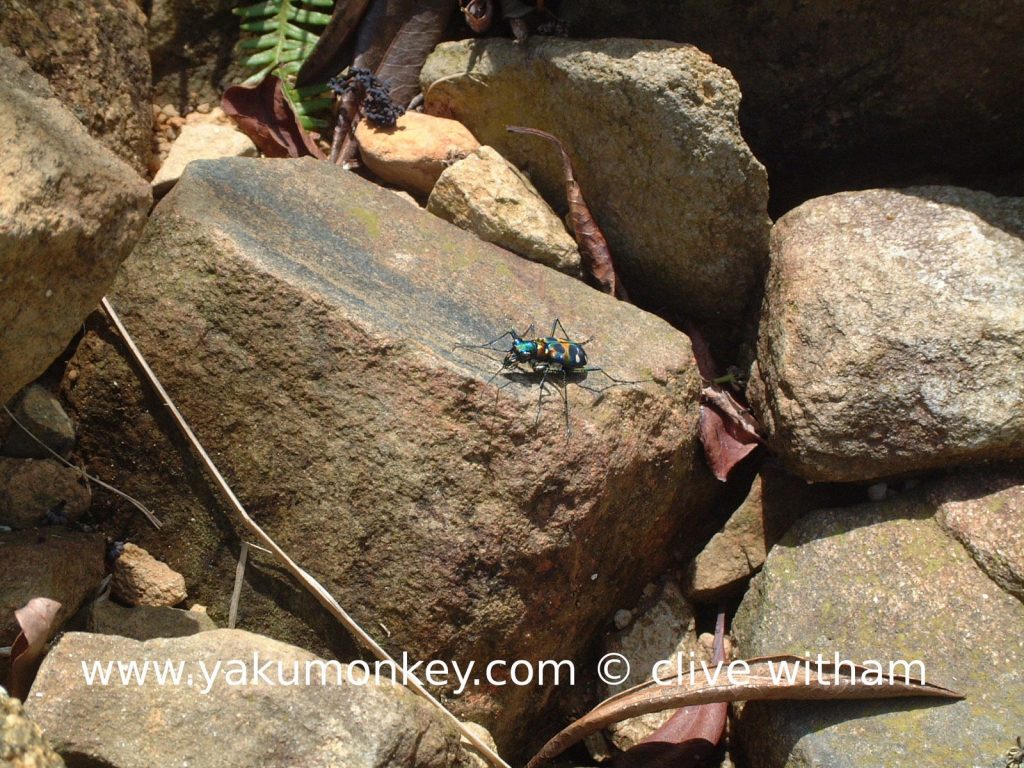 Yakushima beetle