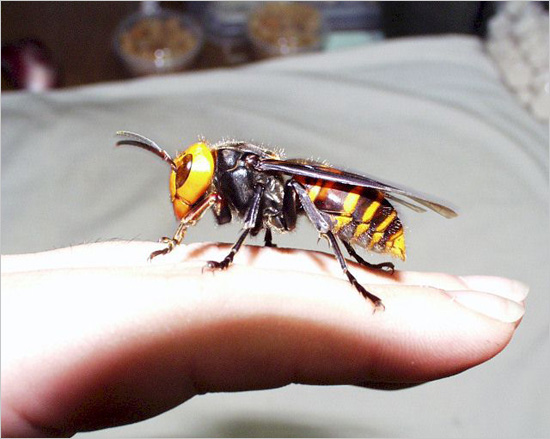 Japanese hornets