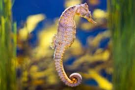 Seahorse