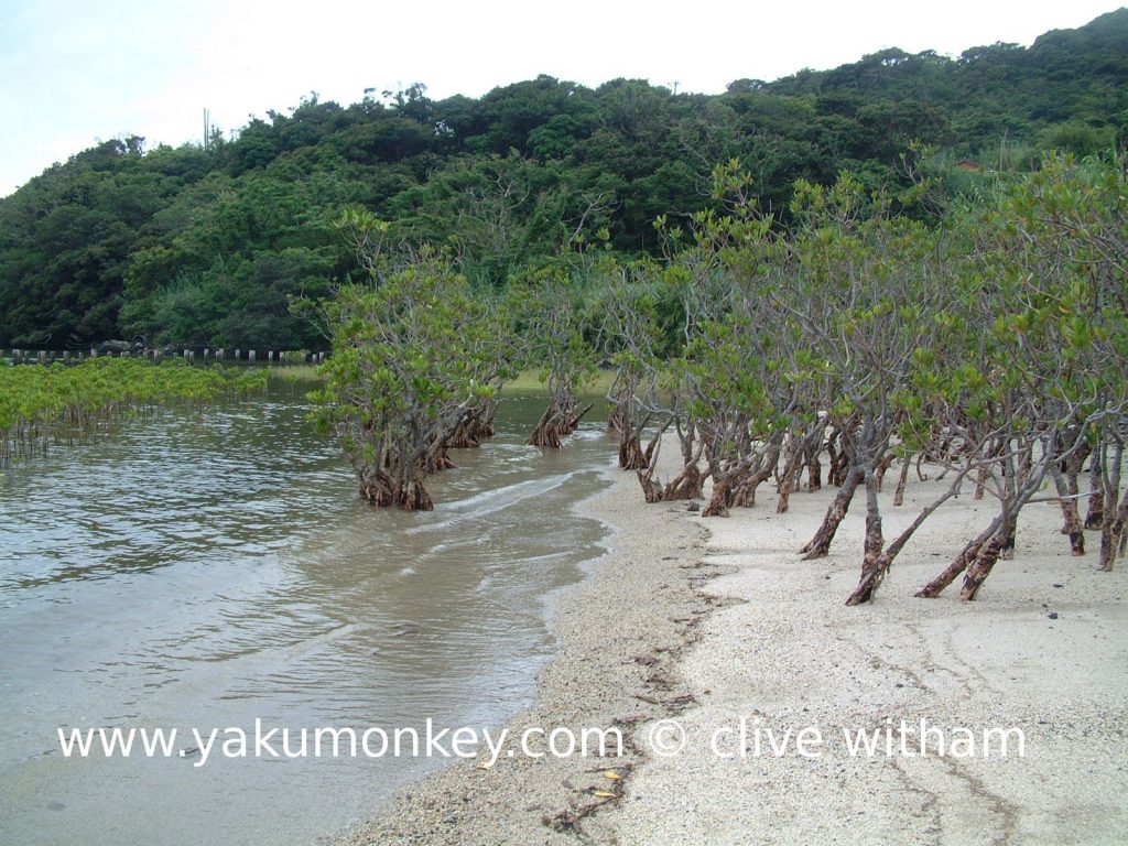 Yakushima mangroves