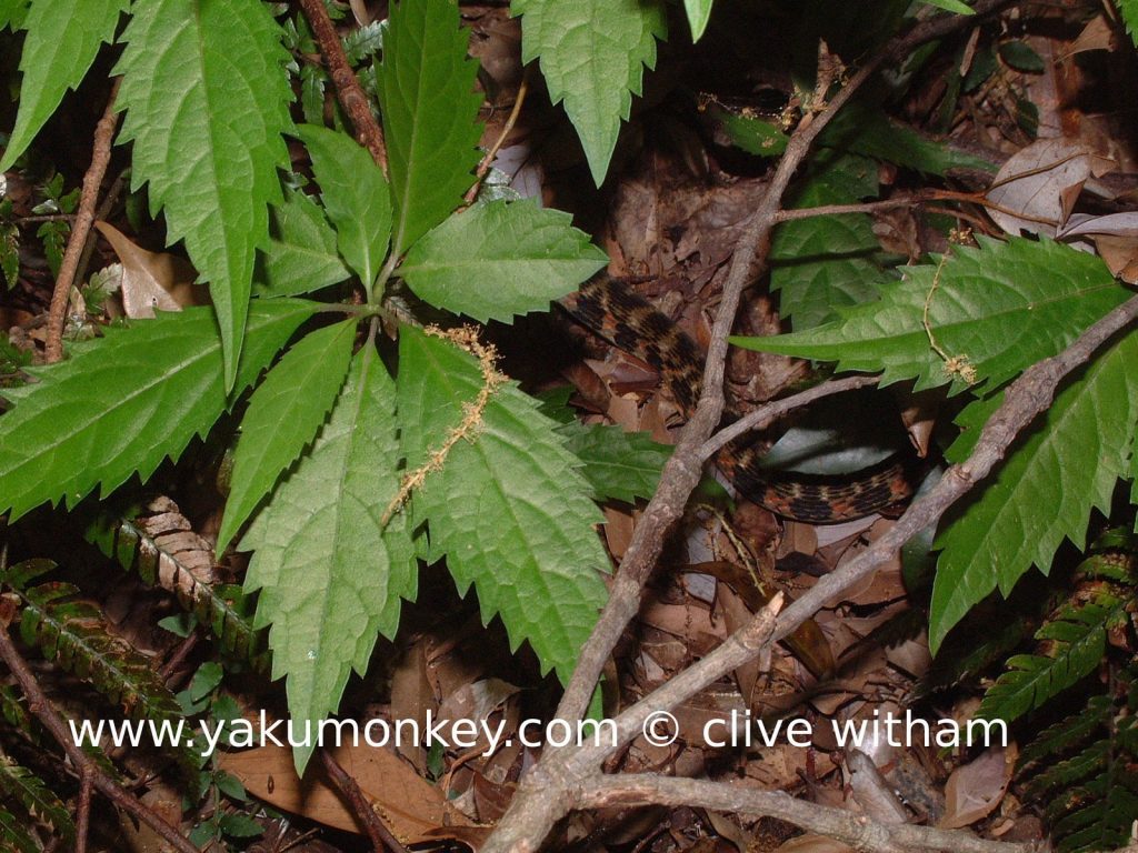 Yakushima snake