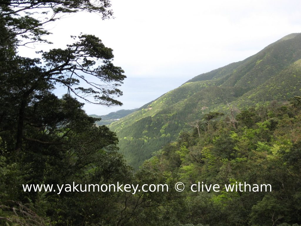 Kusugawa Trail, Yakushima