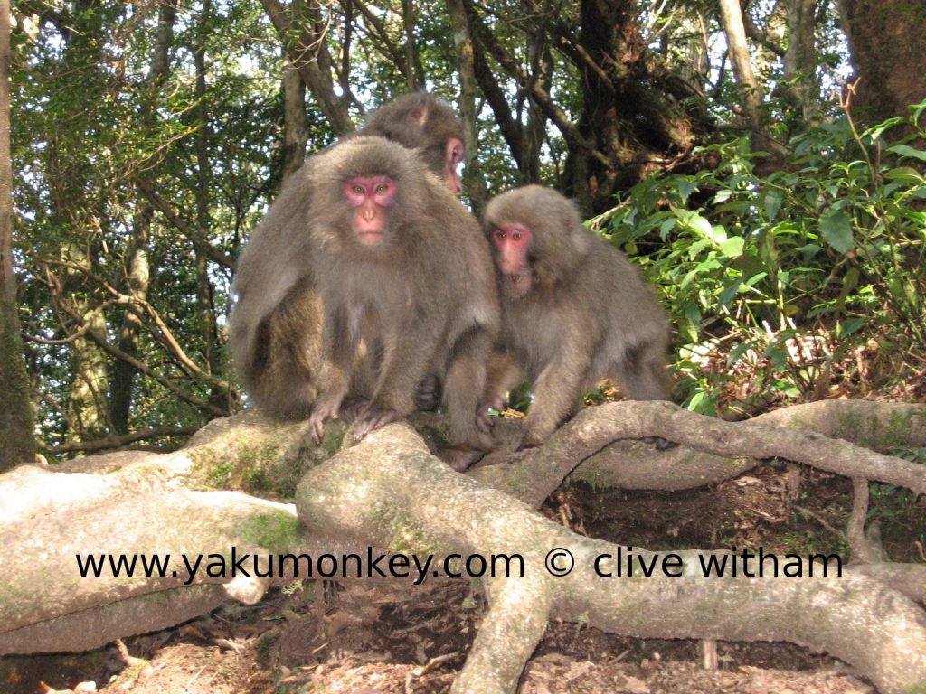 Yakushima macaques