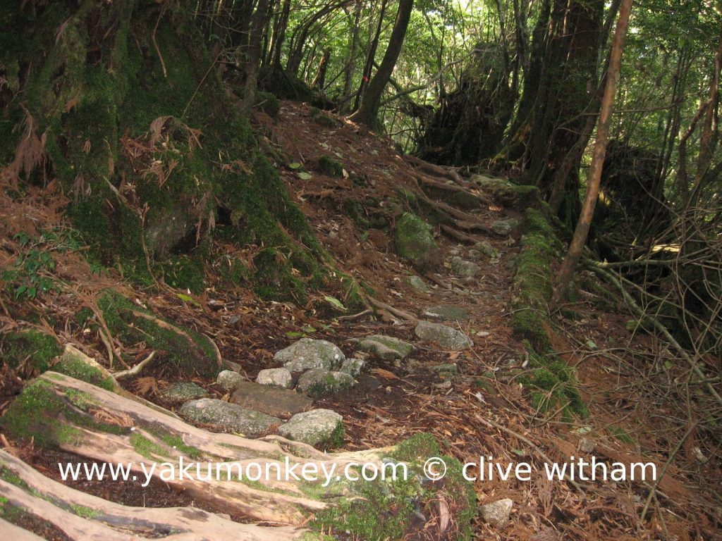 Shiratani trail, Yakushima