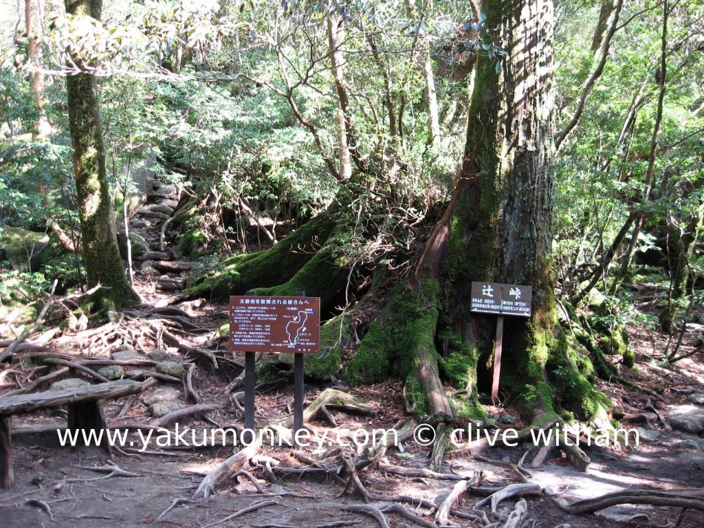 Tsuji pass