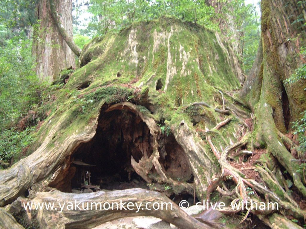 Wilson's Stump